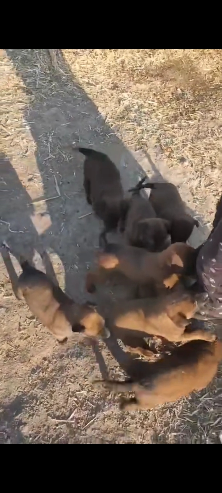 馬犬幼崽