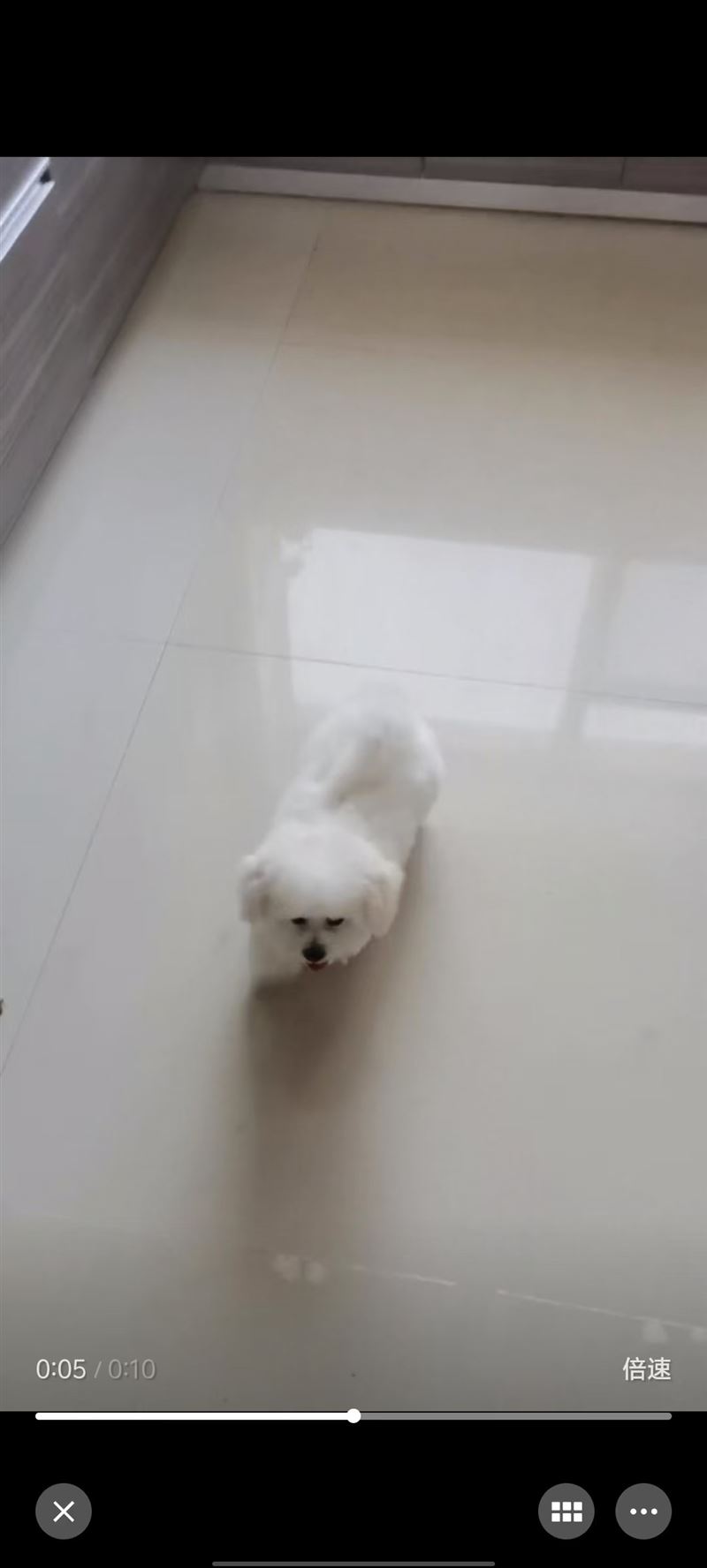 小體比熊出售